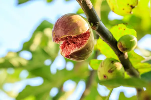 fresh figs ripening on a fig tree,fruit cracked