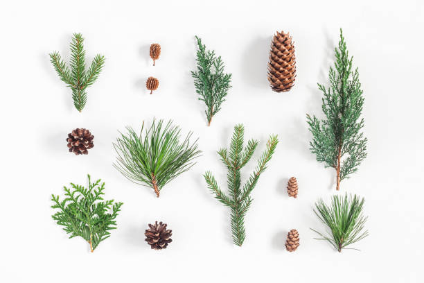 istock Christmas, winter plants on white background. Flat lay, top view 868071940
