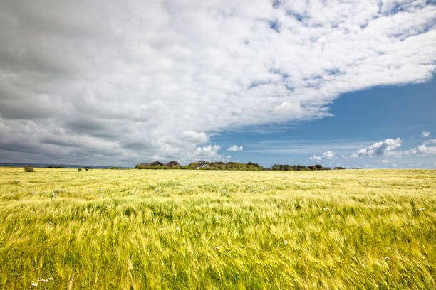Field of barleyField of barley