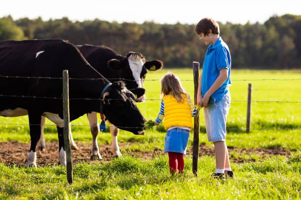 istock Kids feeding cow on a farm 868072214