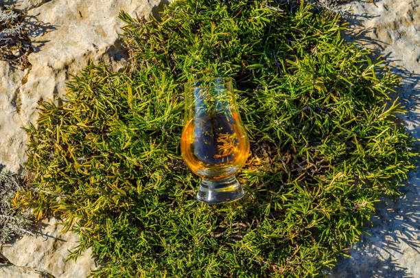 único whisky de malte em vidro das plantas na pedra, bebo em uma pedra natural - scotch on the rock - fotografias e filmes do acervo