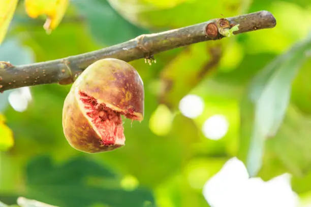 fresh figs ripening on a fig tree,fruit cracked