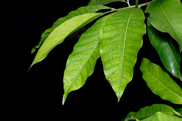 rain drop on leaf. on black background stock photo