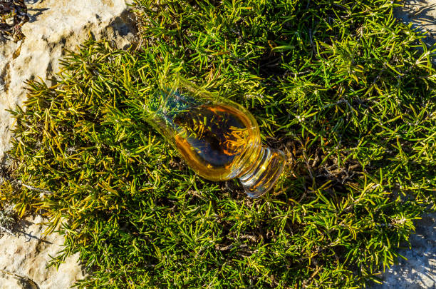 único whisky de malte em vidro das plantas na pedra, bebo em uma pedra natural - scotch on the rock - fotografias e filmes do acervo
