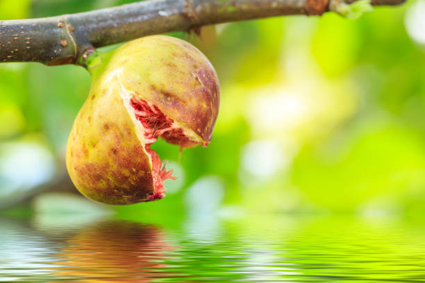 Fresh figs and water reflections natural background