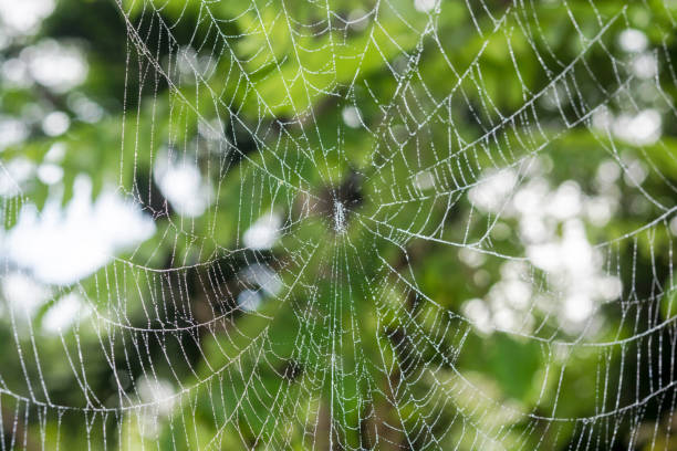 Cobweb. Background Bokeh stock photo