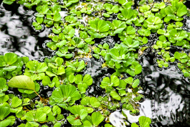 contre les mauvaises herbes canard flottant - duckweed photos et images de collection