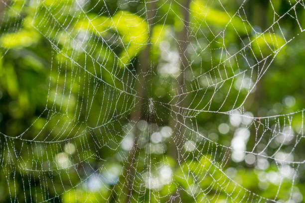 Cobweb. Background Bokeh stock photo