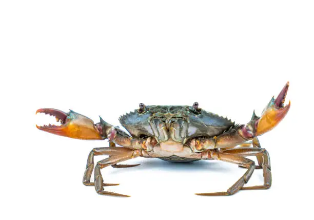 Photo of Scylla serrata. Mud crab isolated on white background with copy space. Raw materials for seafood restaurants concept.