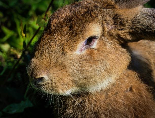 Cute Fawn Young Rabbit In Thai Farm