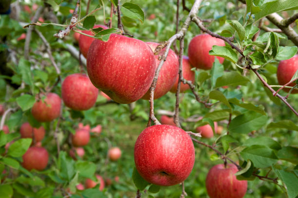 istock Apple in Japanese orchard 868083212
