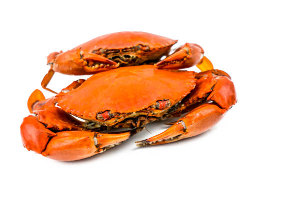 istock Scylla serrata. Two steamed crab isolated on white background with copy space. Seafood restaurants concept. 868083664