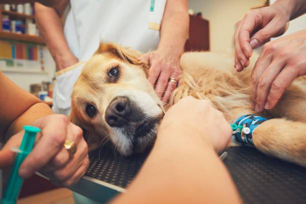 Dog in the animal hospital Golden retriever in the animal hospital. Veterinarians preparing the dog for surgery. stroke illness stock pictures, royalty-free photos & images