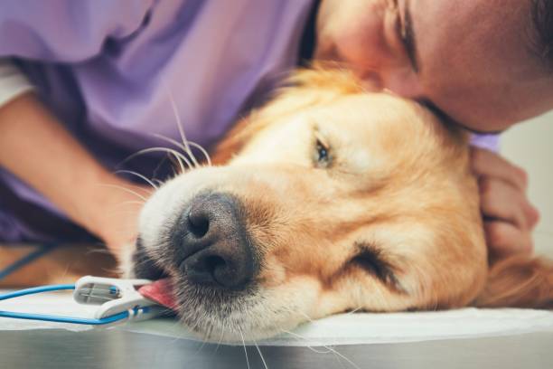 hund in der tierklinik - animal nose fotos stock-fotos und bilder