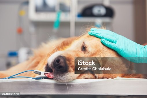 Do Dogs Need Anesthesia For Ultrasound do-dogs-need-anesthesia-for-ultrasound