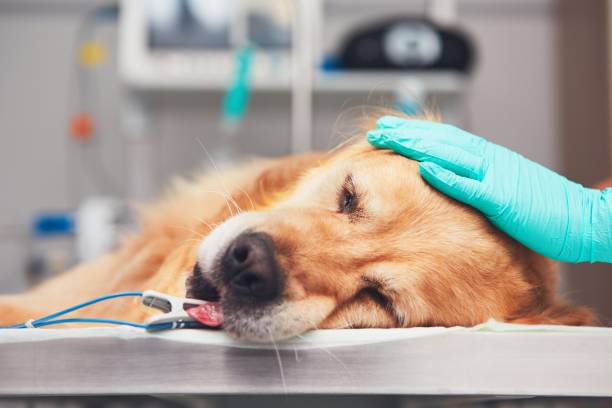 Dog in the animal hospital Dog in the animal hospital. Golden retriever lying on the operating room before surgery. stroke illness photos stock pictures, royalty-free photos & images