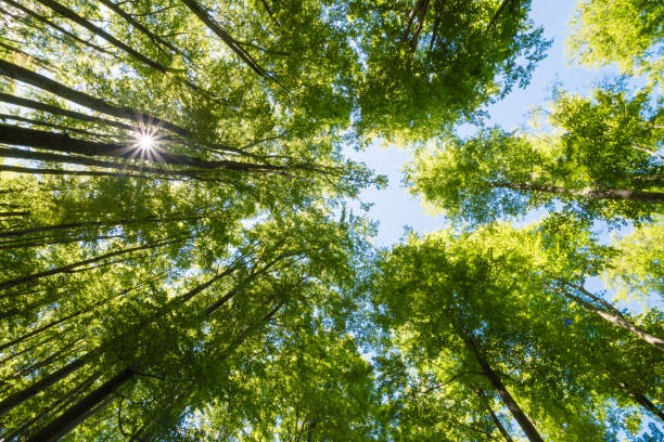 istock The sun shining through trees in forest in beautiful sunny day 868086918