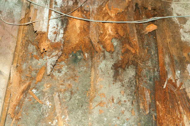 Remains after devastating flood rotten wooden floor and concrete with broken wires inside house Remains after devastating flood rotten wooden floor and concrete with broken wires inside house metal molding stock pictures, royalty-free photos & images