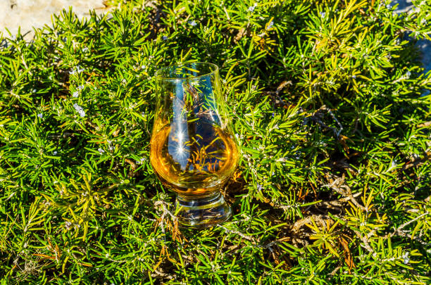 岩の上の植物のガラスのシングルモルト スコッチ ・ ウイスキー、自然石の上を飲む - scotch on the rock ストックフォトと画像
