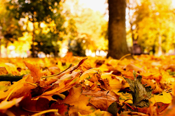 istock Carpet of leaves 868088398