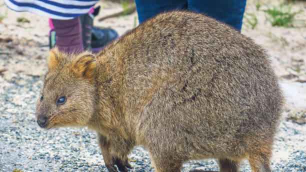 istock Exploring Rottnest Island in Australia 868088646
