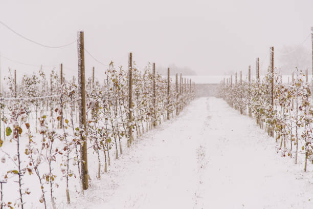 istock Early snow in an orchard 868091020