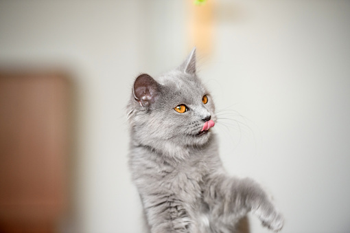 Four months old  Chartreux cat sitting on the table and sticking out tongue
