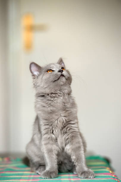 istock Four Months Old Chartreux Cat On The Table 868091486