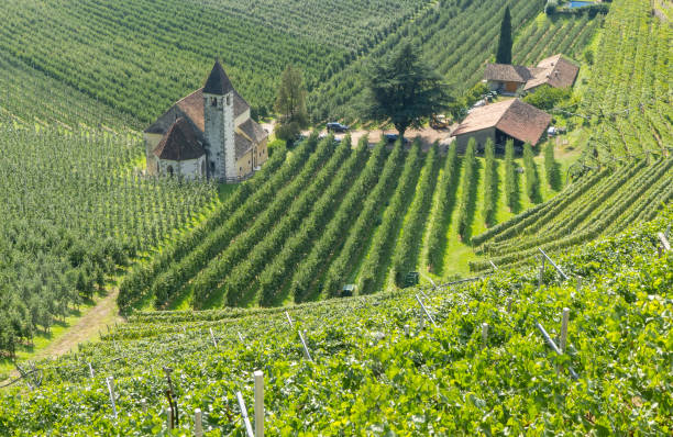 istock Apple Plantage in south Tyrol, Italy 868093848