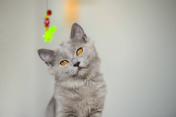 Four months old  Chartreux cat portrait with beautiful copper eyes and green toy