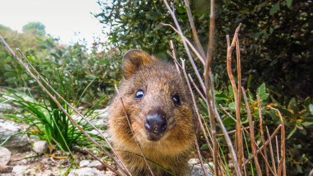 istock Exploring Rottnest Island in Australia 868094438