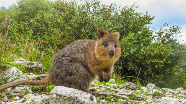 istock Exploring Rottnest Island in Australia 868094442