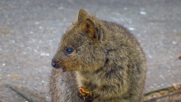 istock Exploring Rottnest Island in Australia 868094984