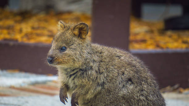 istock Exploring Rottnest Island in Australia 868095472