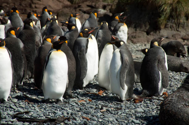 istock group of king penguins on pebble beach 868098370