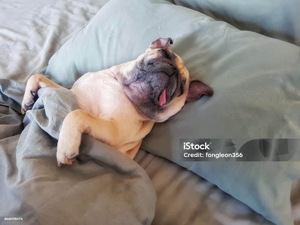 ベッドと毛布を感じる幸せな時間とラップで枕にかわいいパグ犬の睡眠 - 犬のロイヤリティフリーストックフォト