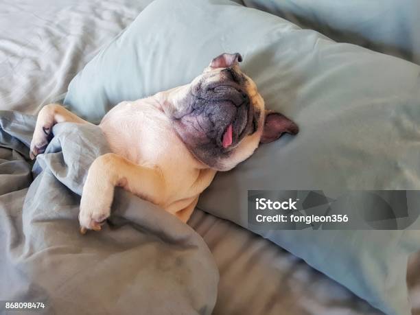 Cute Pug Dog Sleep On Pillow In Bed And Wrap With Blanket Feel Happy Time Stock Photo - Download Image Now