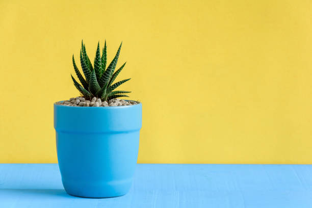 istock Cactus on the desk with yellow wall background 868098620