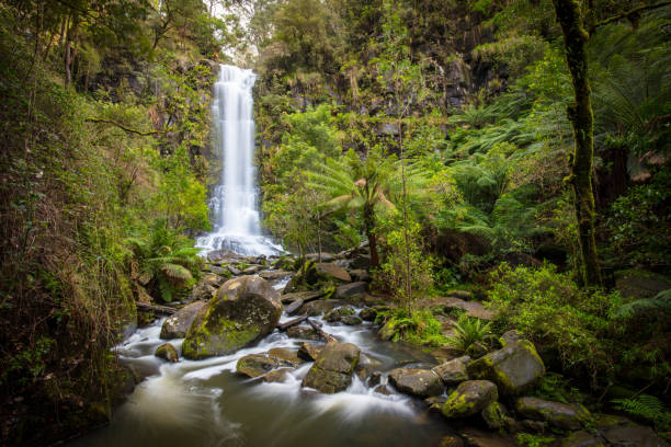 어스킨 폴즈 - rainforest australia river waterfall 뉴스 사진 이미지