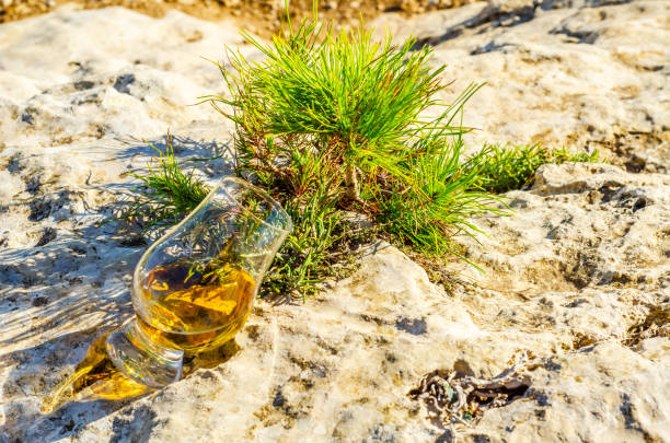 único whisky de malte em vidro das plantas na pedra, bebo em uma pedra natural - scotch on the rock - fotografias e filmes do acervo