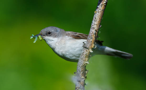 istock Sylvia curruca. The Lesser Whitethroat in nature. 868102900