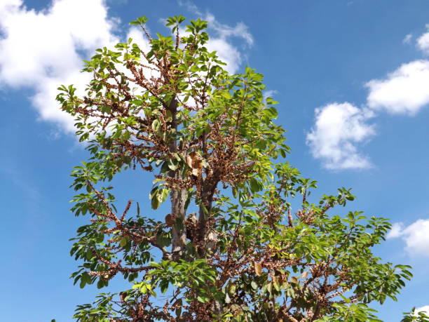 istock Treetop of Fig Tree, planted 868105940