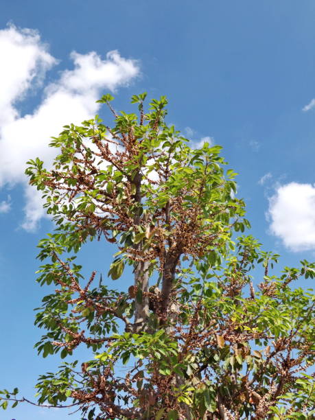 istock Treetop of Fig Tree, planted 868105954