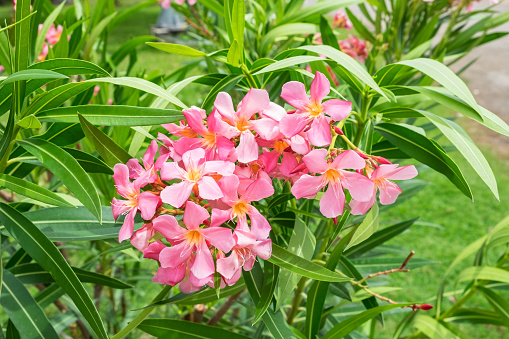 Oleander pink flower,Nerium oleander L,Apocynaceae,used make herbal plant