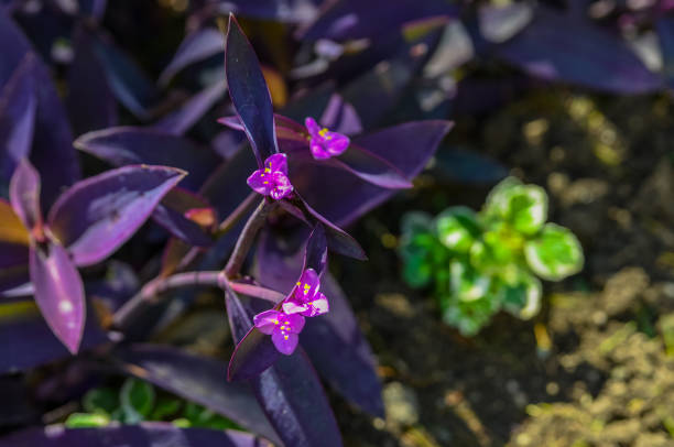istock Purple tradescantia spiderwort. Nice and comfortable great garden. 868106432