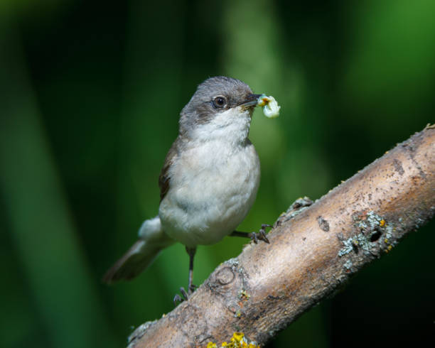 istock Sylvia curruca. The Lesser Whitethroat in nature. 868106516