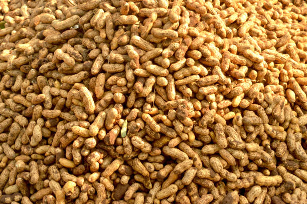 erdnuss - stock bild - peanut legume textured effect fat stock-fotos und bilder