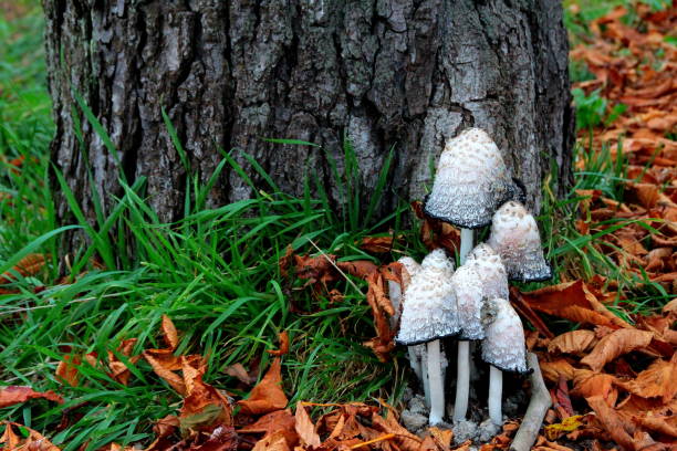 Group of Mushrooms Close-up of mushrooms poisoning near chestnut tree trunk in autumn. amanita citrina photos stock pictures, royalty-free photos & images