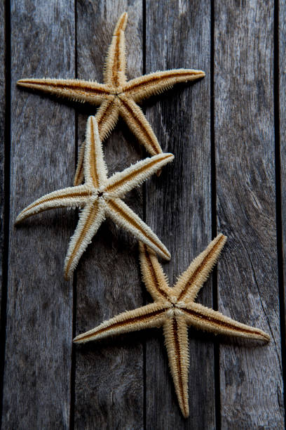 starfish in wooden background stock photo