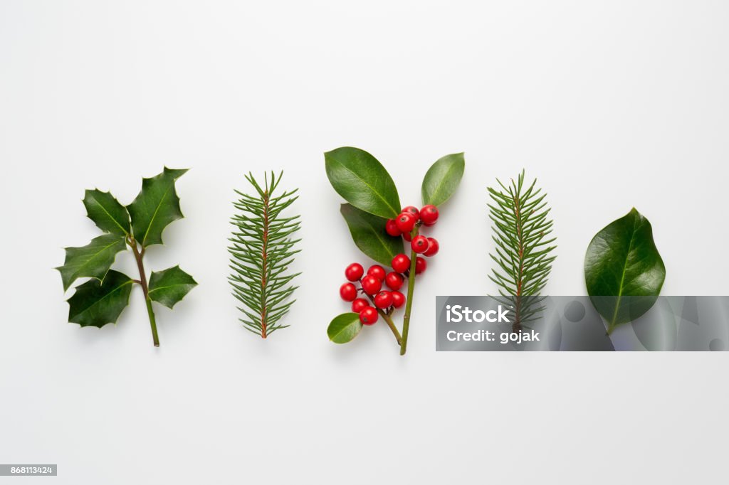 Colección de Plantas decorativas de Navidad con hojas de color verde y bayas de acebo. - Foto de stock de Navidad libre de derechos